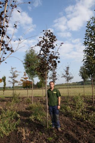 Acer platanoides 'Royal Red'